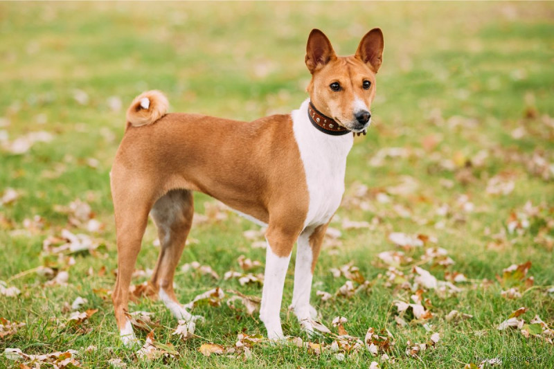 Quel est le chien le moins connu au monde ? Découvrez-le !