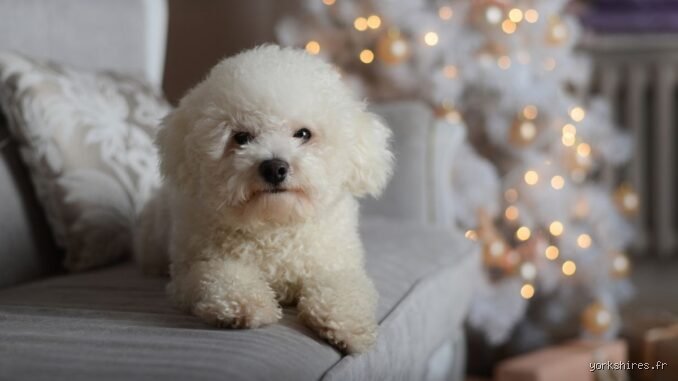 Quel est le chien le plus aimé par les Français aujourd'hui ? La vérité derrière les chiffres de popularité