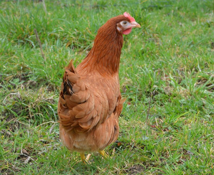 Quel est le masculin de poulet ? La réponse va vous surprendre