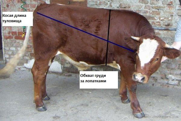 Le poids maximal d'une vache : un record impressionnant à découvrir !