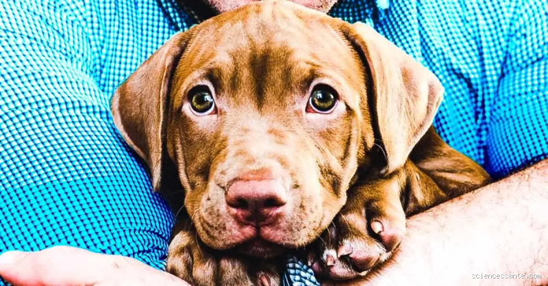 Quelle race de chien est calme ? Découvrez le compagnon idéal !