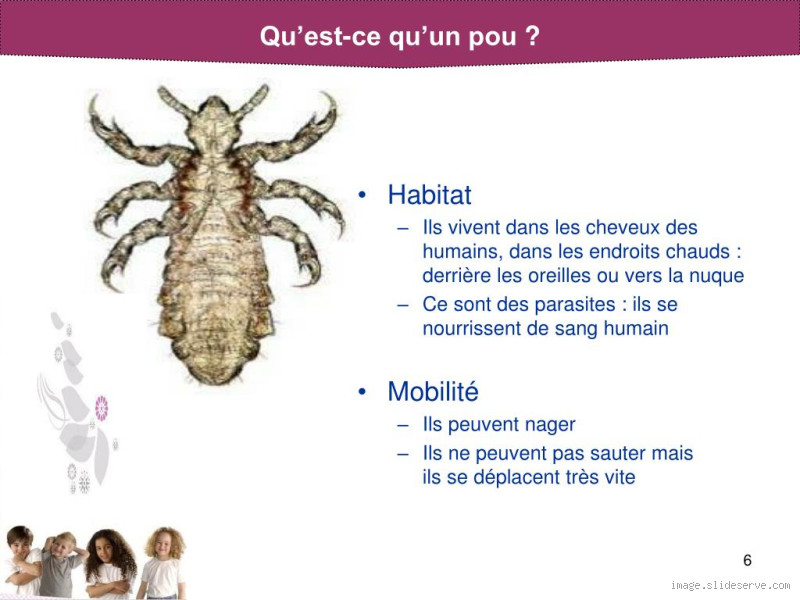 Quelle est la couleur des poux ? Découvrez tout sur ces parasites !