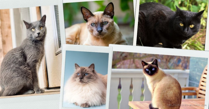 Quelle est la race de chat qui vit le plus longtemps ? Découvrez le secret des félins immortels !