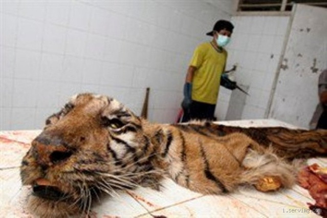 Quelle sont les animaux les plus maltraiter ?