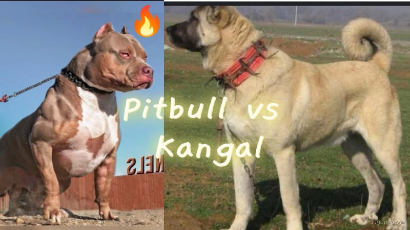 Qui est le plus fort entre un pitbull et un Kangal ?