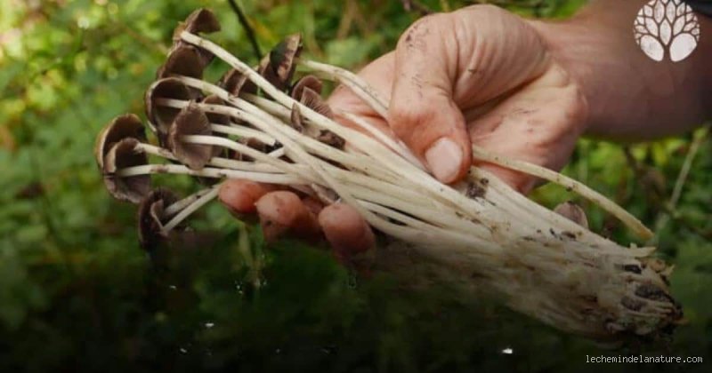 Qu'est-ce qui tue complètement les champignons ? Les solutions radicales pour éradiquer les spores et les mycéliums tenaces