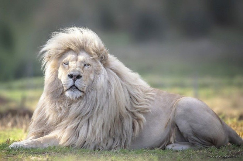 Quel est l'animal le plus joli ? Découvre ce qui rend un animal irrésistible !