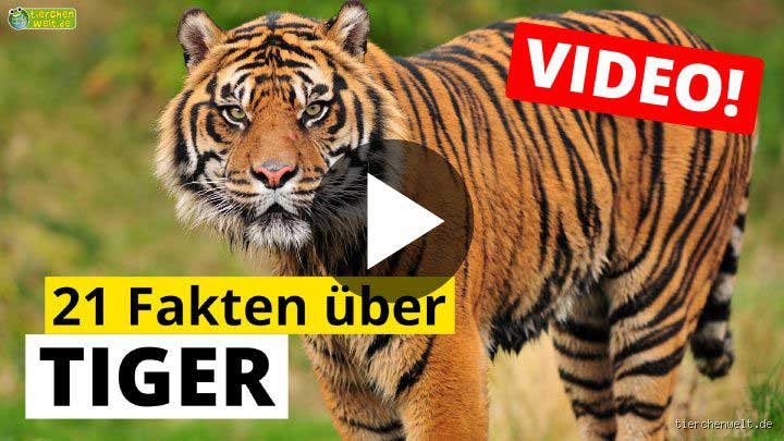 Warum wird Tiger nicht mit ie geschrieben?