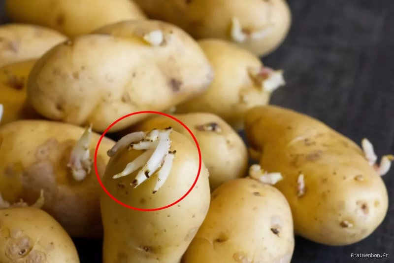 Où mettre les pommes de terre pour ne pas qu'elles germent : le guide complet pour dompter la physiologie du tubercule