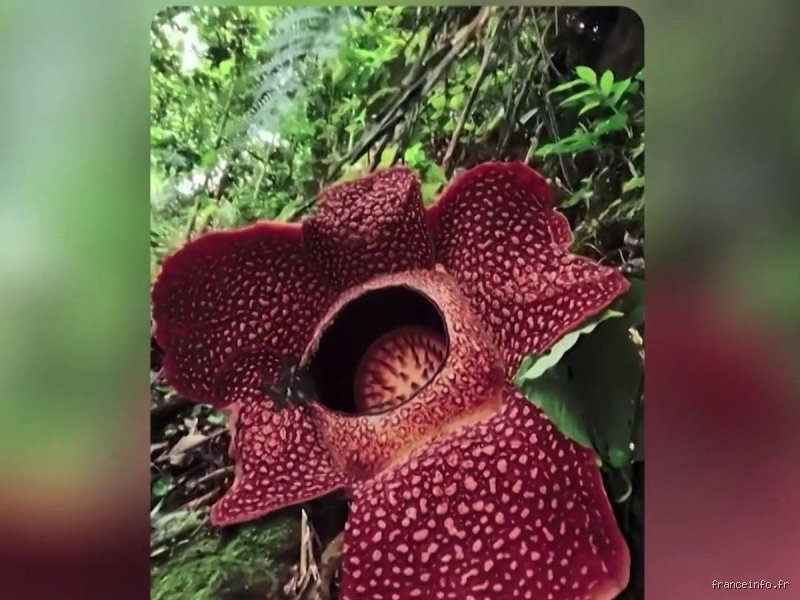 Quel est le truc le plus rare au monde ?