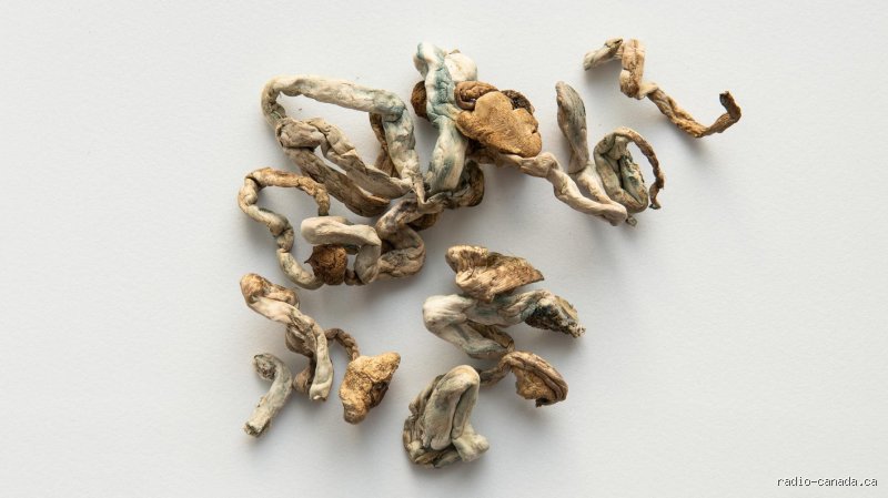 Les champignons sont-ils une drogue dure ?