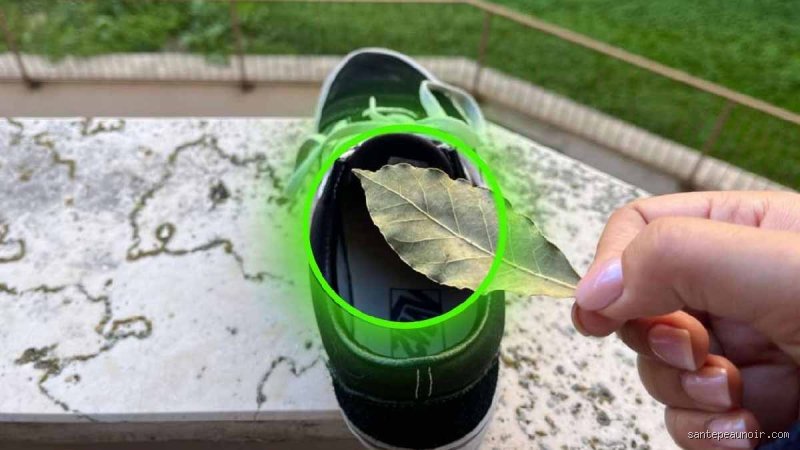 Le Secret Ancestral Révélé : Pourquoi Glisser une Feuille de Laurier dans Votre Chaussure Pourrait Changer Votre Vie !