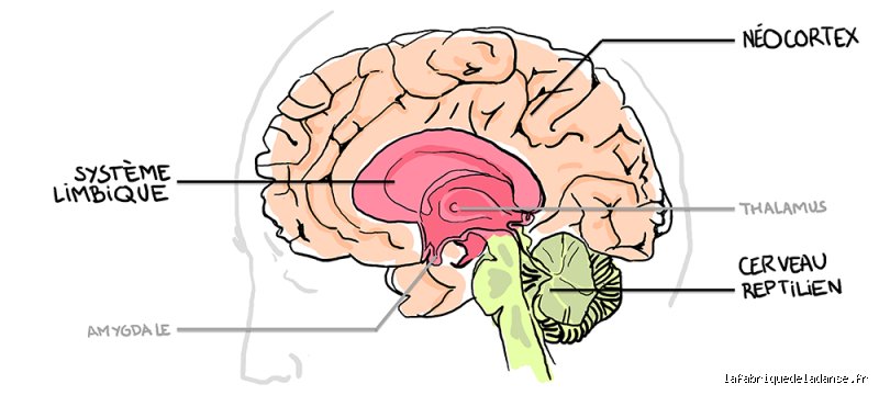 Quel est l'organe de la pensée ? Voyage au cœur de la boîte noire qui définit notre humanité