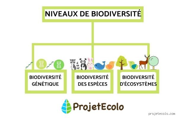 Quels sont les 3 types de diversité ? Comprendre les piliers invisibles qui transforment durablement nos organisations modernes