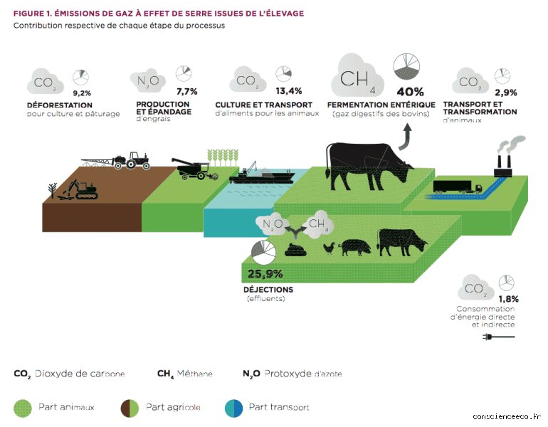 Pourquoi le bœuf pollue plus ?