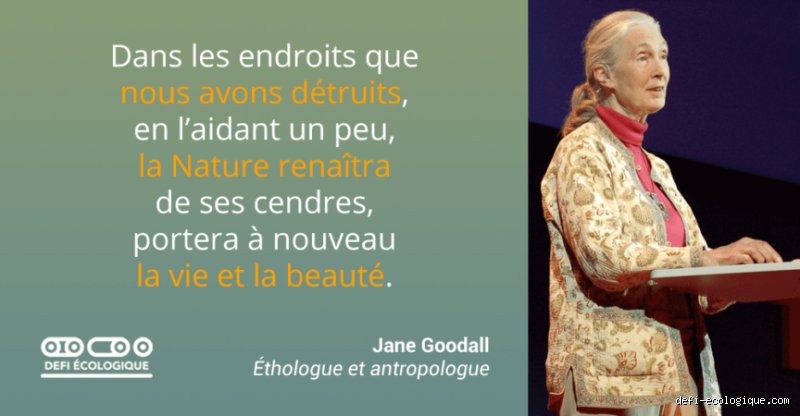 Quelle est la citation la plus célèbre de Jane Goodall ? Derrière les mots, le combat d’une vie pour le vivant