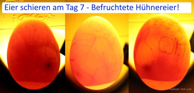 Wie lange hält ein Bruteier ohne Wärme aus?