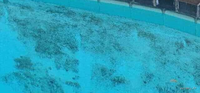 Comment puis-je me débarrasser des algues mortes dans mon fond de piscine sans transformer mon bassin en mare boueuse ?