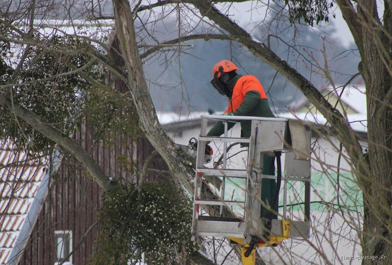 Est-ce que l'élagage d'un arbre est déductible des impôts ? Le guide complet pour ne plus jeter d'argent par les fenêtres