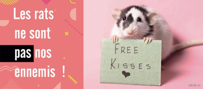 Pourquoi il ne faut pas tuer les rats ?