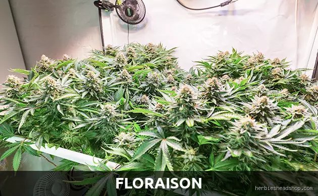 C'est quoi une plante autofloraison ?