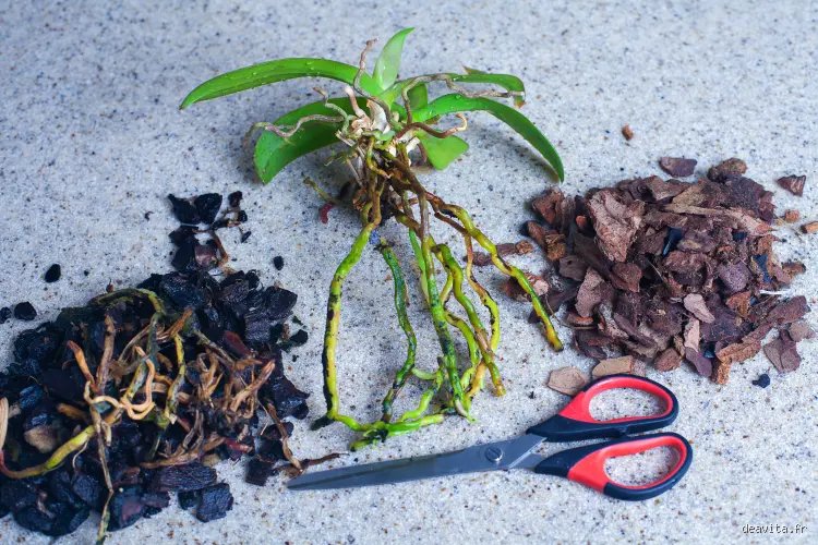 Comment faire repartir une tige d'orchidée ?