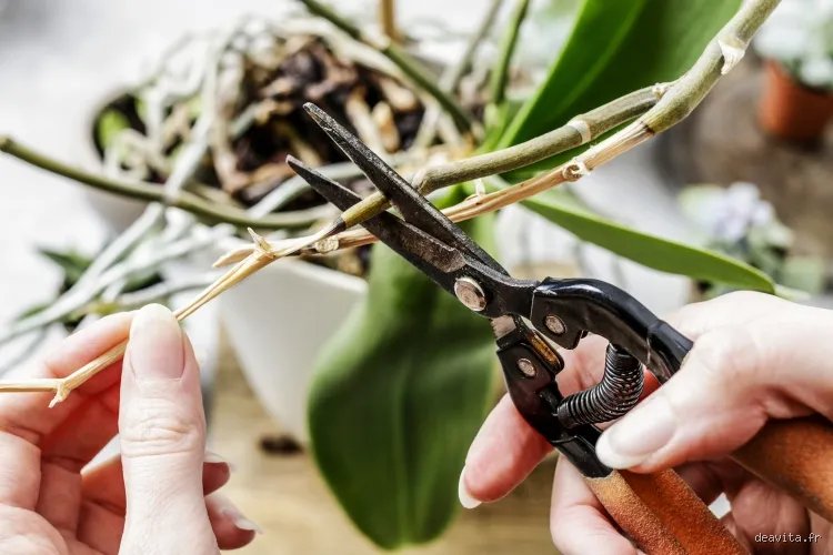 Où couper une orchidée pour qu'elle repousse ? Le guide conversationnel pour une nouvelle floraison