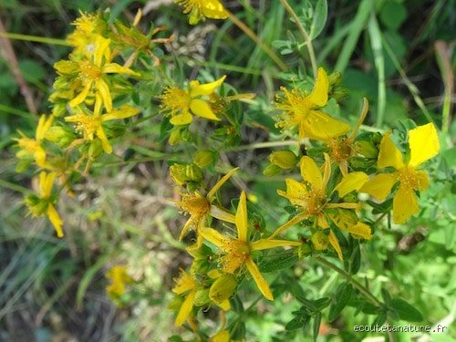 Quelle est la plante qui possède des propriétés antibiotiques et cicatrisantes ? Le guide complet sur l'Aloe Vera et ses secrets