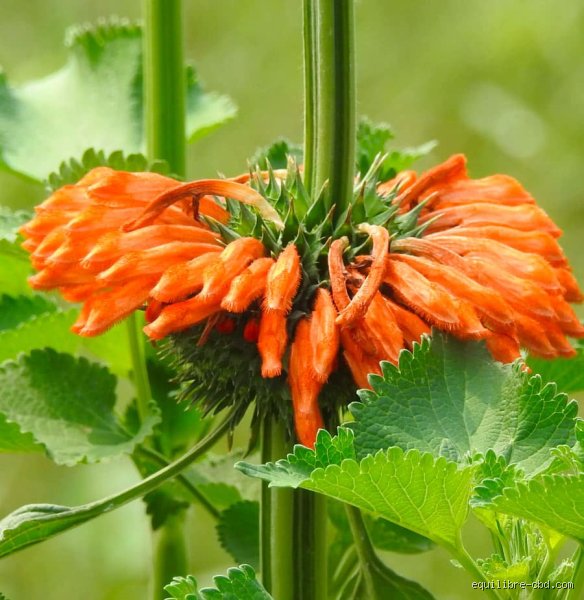 Quelle plante donne envie de faire l'amour ? Entre science occulte et réalité biologique du désir