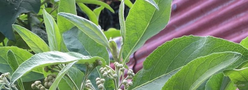 Quelle plante guérit toutes les maladies ? Enquête au cœur d'un mythe ancestral qui secoue la science moderne