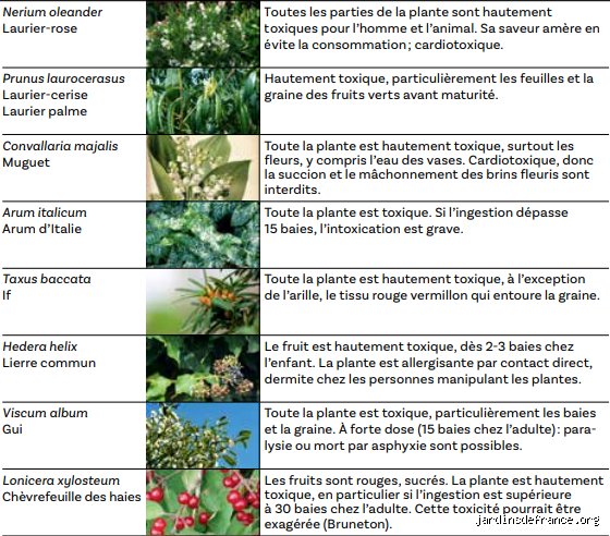 Quelle plante médicinale est très toxique ? Le guide complet pour identifier les dangers cachés sous les pétales