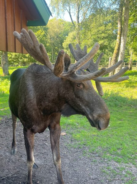 Wo isst man Elch? Eine kulinarische Reise zu einem besonderen Wildgenuss