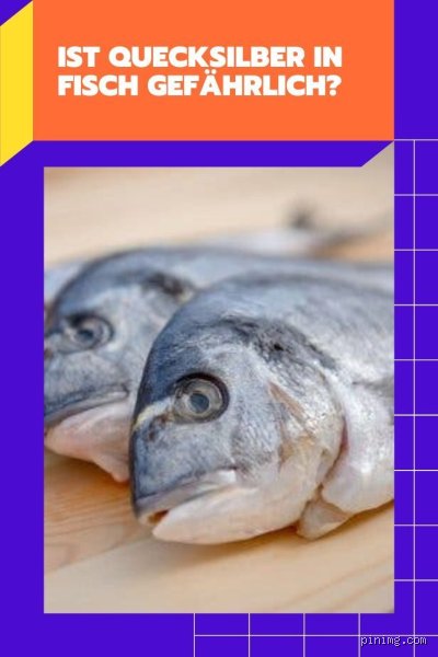 In welchen Fischen ist Quecksilber? Die Risiken und Fakten auf einen Blick