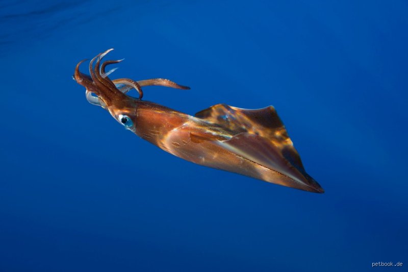 Ist Calamari ein Oktopus?