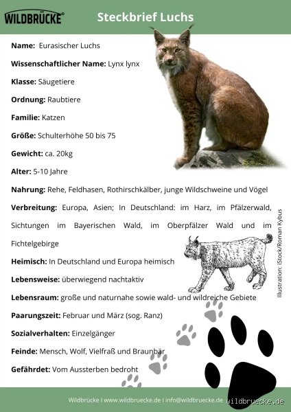 Für was steht der Luchs?