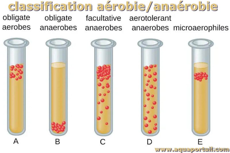 Qu'est-ce que l'aérobie et l'anaérobie ?