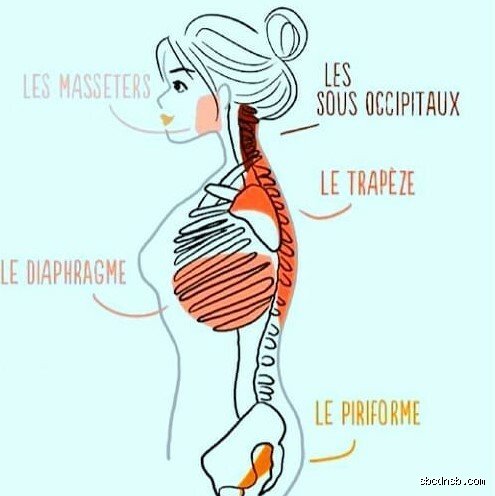 Quel est le muscle du stress ? La vérité anatomique sur ce fléchisseur oublié qui gâche votre quotidien