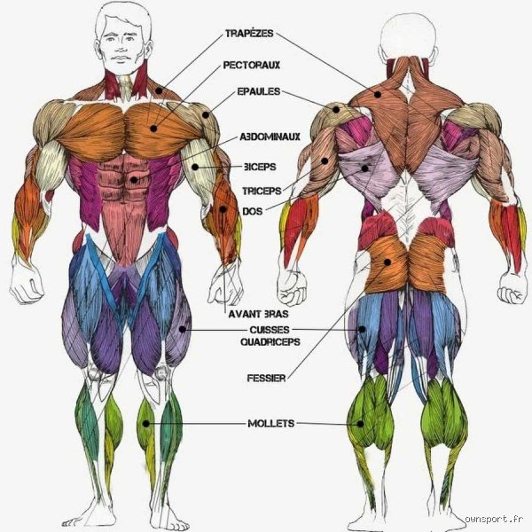 Quel est le muscle le plus rapide du corps ?