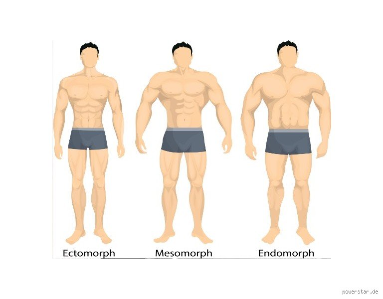 Quel type de corps est le plus facile à muscler ?