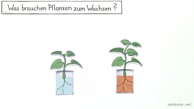 Was hilft um zu wachsen?