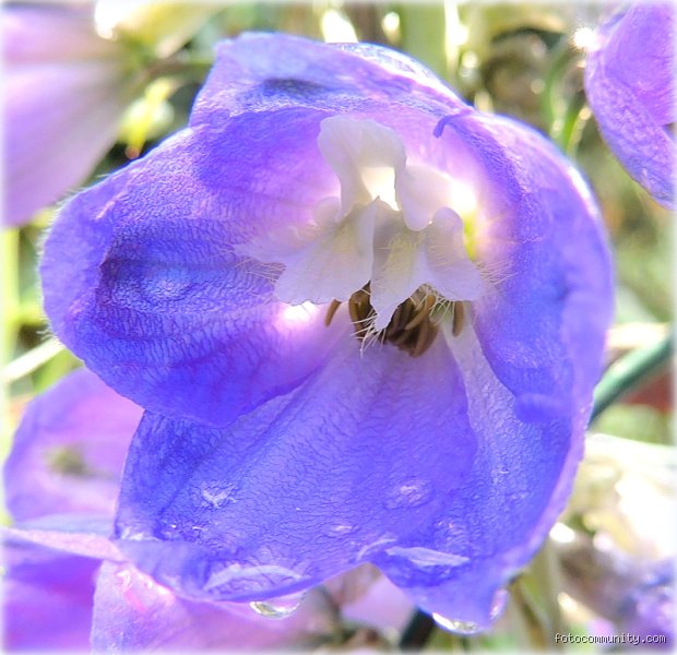 Quelle est la fleur la plus douce ?