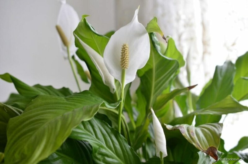 Quelle fleur pour les hommes ? Le guide expert de l'art floral masculin