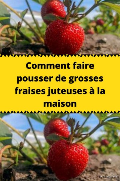 Comment faire pour avoir de grosses fraises ?