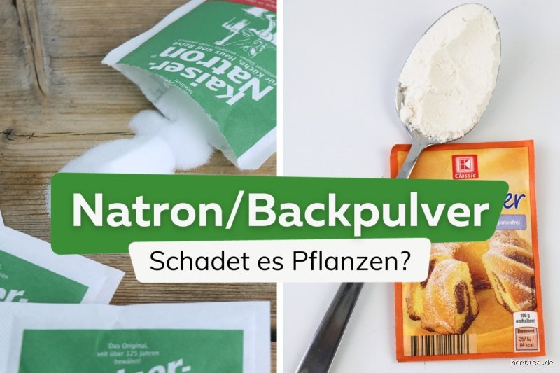 Ist Backpulver gut für Blumen? Die Wahrheit über den Küchenschrank-Trick