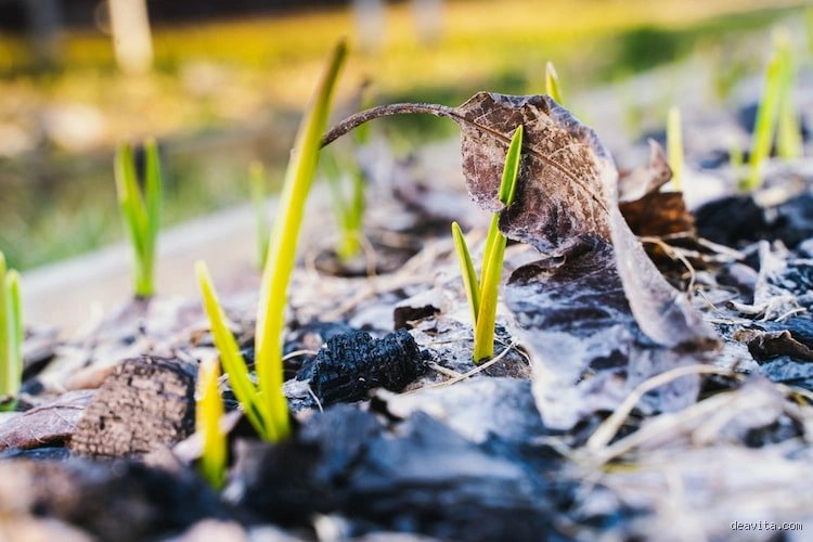 Kann ich Asche im Garten verteilen?