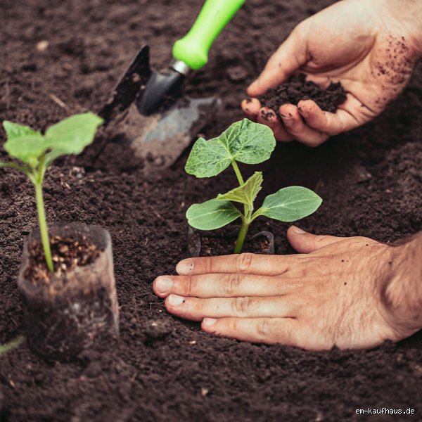 Kann man Gurken in Blumenerde pflanzen? Fakten und Optimierung