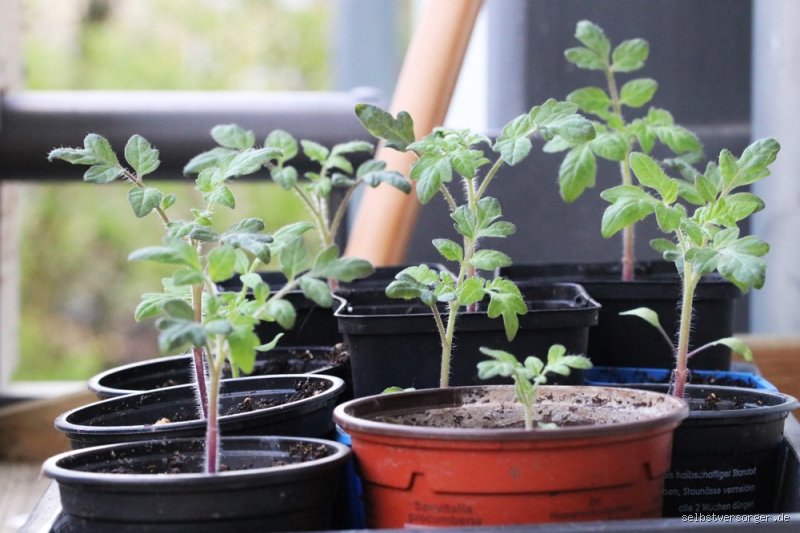 Kann man Tomaten noch im Mai säen? Alles, was du wissen musst