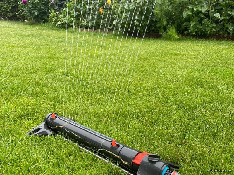 Soll man Rasen bei Trockenheit wässern? Mein ehrlicher Rat nach Jahren im Garten