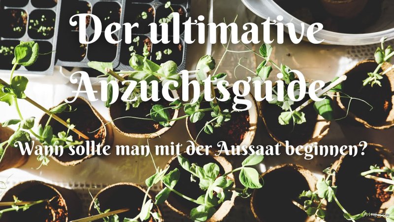 Wann fängt man mit der Anzucht an?