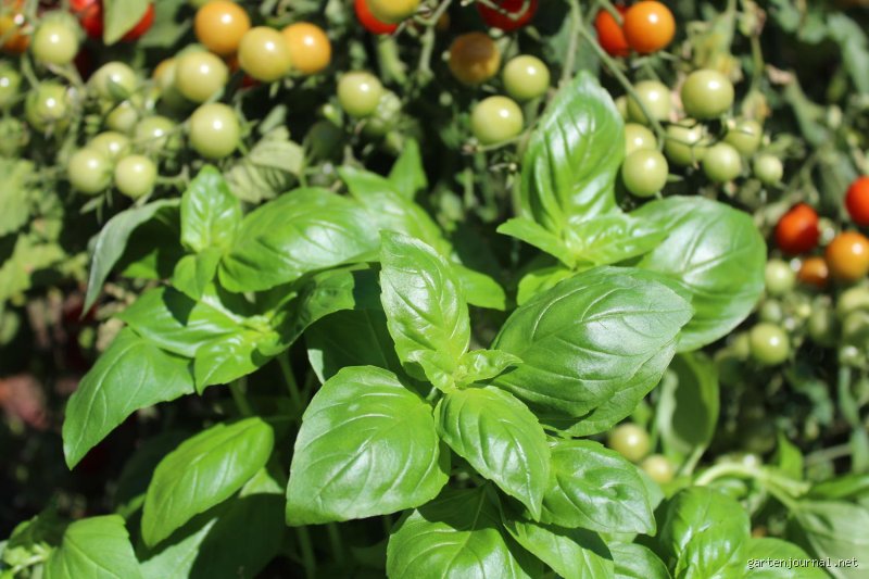 Warum Basilikum zu Tomaten Pflanzen? Alles, Was ich Dazu Sage